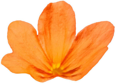 VAHISSH LIFE INC kanakambaram-firecracker-crossandra Seed(22 per packet)