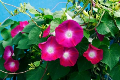 CYBEXIS GUA-32 - Scarlet O'Hara Morning Glory Flower - (300 Seeds) Seed(300 per packet)