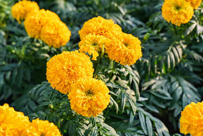 Aam beej marigold/gende ka phool flower seeds Seed(50 per packet)