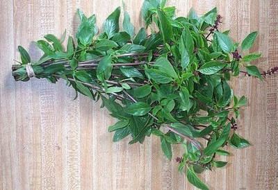 WILLVINE LXI-9 Thai Basil Heirloom Seeds Seed(2000 per packet)