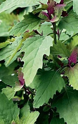 CYBEXIS Seeds of Vegetable Tree Spinach4000 Seeds Seed(4000 per packet)