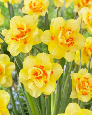 zabbus Daffodil Flower Bulbs for Winter Season Yellow Seed(2 per packet)