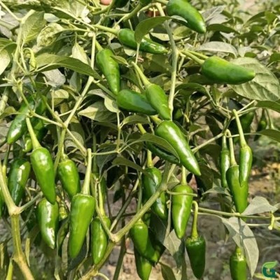 BSARKAR Bullet chilli seed, Chilli seed, Vegetable seed Seed(50 per packet)