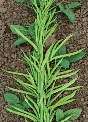 SUAA Cluster Beans (Guar / Gawar) Seed(80 per packet)