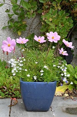 Qualtivate KGF -82 Flower Seeds : Sonata Mix Cosmos Seed(25 per packet)