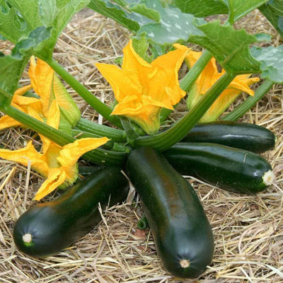 Aywal Imported Zucchini Green Hybrid Vegetable Seed(30 per packet)