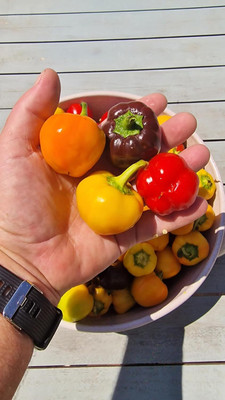 KNESSiN High Yield Multicolour Mini Capsicum Vegetable Seeds for Garden-(400 Seeds) Seed(400 per packet)