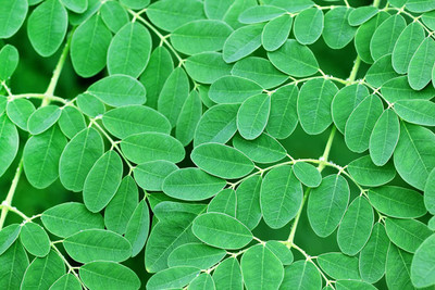 VibeX LX-81 - DRUMSTICK TREE Moringa Oleifera - (150 Seeds) Seed(150 per packet)
