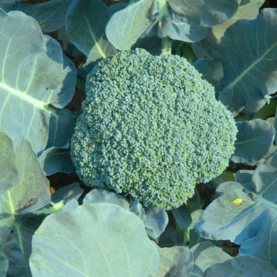 WILLVINE AMR -III Broccoli F-1 Hybrid Festive [2.5g] Seed(750 per packet)