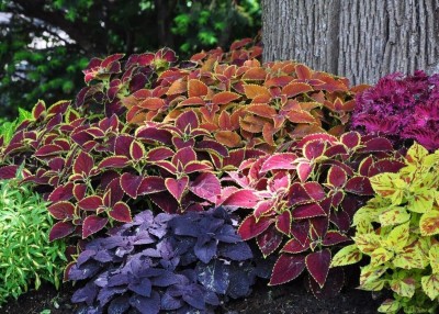 Quentova Coleus Mix - COLEUS SCUTELLARIOIDES - Blumei-22E-ICRA Seed(75 per packet)