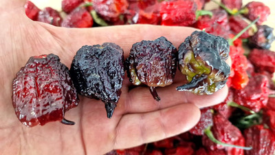 KNESSiN F1 Hybrid Purple Reaper Chilli Seeds for Terrace Gardening-(1200 Seeds) Seed(1200 per packet)