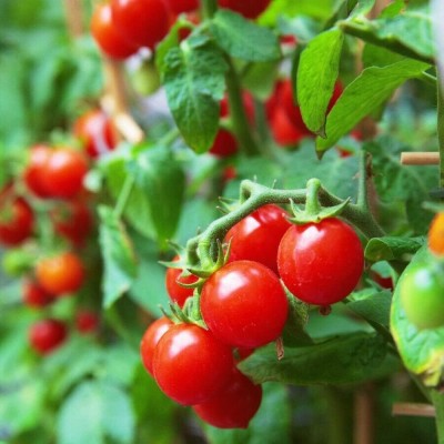 Qualtivate PUAS-7A Cherry Tomato Dwarf Heirloom Seed(300 per packet)