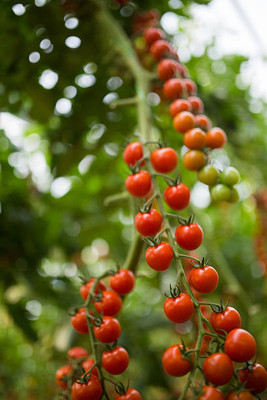 PRATEEBHA TRADERS tomato Seed(145 per packet)