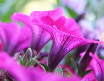 Quentova Purple petunia flower-PALLAV-7M Seed(50 per packet)