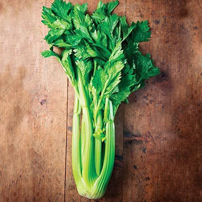 CYBEXIS XLR-57 - Green Leaf Stalk Celery Celeriac - (250 Seeds) Seed(250 per packet)
