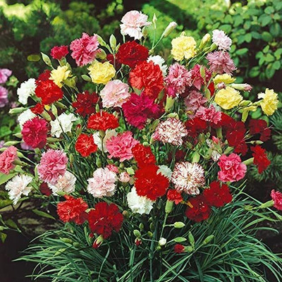 Lorvox Carnation Seed(20 per packet)