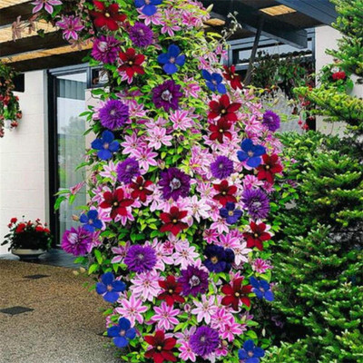 LPR FLOWER MIX Seed(100 per packet)