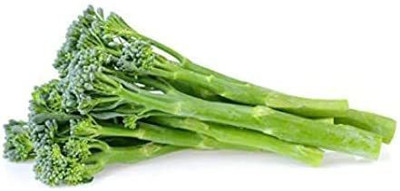 VibeX ® XXL-276 Spring Raab Rapini Broccoli Seeds Seed(200 per packet)