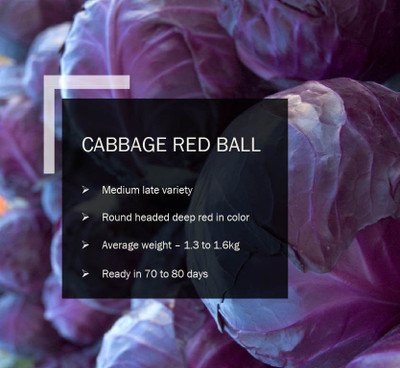 CYBEXIS CABBAGE RED BALL SEEDS(250 Seeds) Seed(250 per packet)