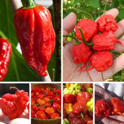 CYBEXIS Heirloom Rare Carolina Reaper Chilli Pepper Seeds1200 Seeds Seed(1200 per packet)