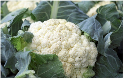Quentova Organic white cauliflower फूल गोभी-22L-NST Seed(300 per packet)