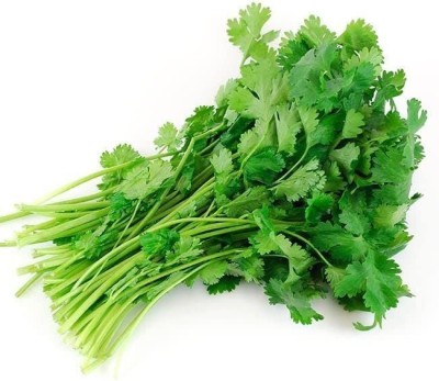 CYBEXIS XL-29 - Herb Cilantro Calypso - (250 Seeds) Seed(250 per packet)