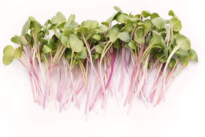 VibeX VXI-36 - Red Arrow Purple TritonDaikon Sprouting Mix Radish - (2250 Seeds) Seed(2250 per packet)