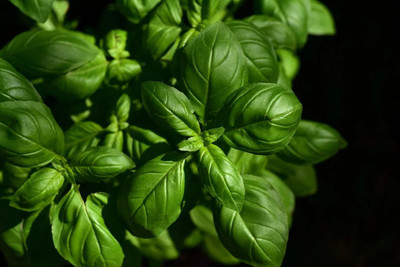 XEFRA Broad Leaf Basil Organic Seed(70 per packet)