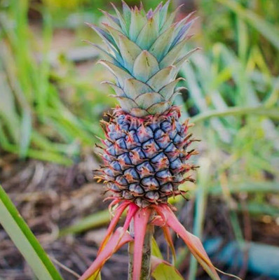 SHYAM Red Pine Apple Fruit Seed(1 per packet)