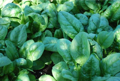 Oliver palak,spinach Seed(146 per packet)