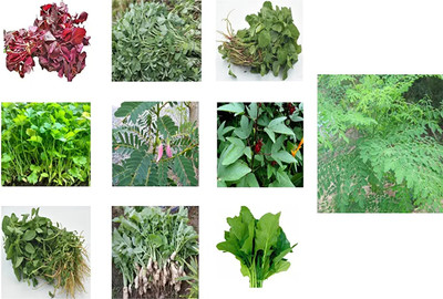 CHILLATAI Best Collection 10 Variety Leaf Vegetable Seeds For Home & Terrace Gardening Seed(2000 per packet)