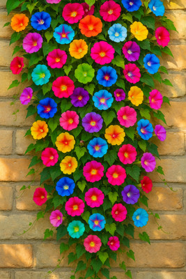 Seedsilk Ipomoea Flower For Your Garden Seed(30 per packet)