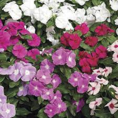Seedsqlty vinca seeds Seed(12 per packet)