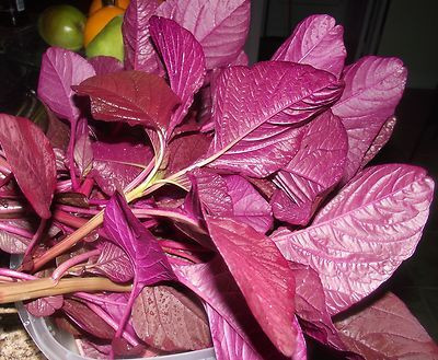 BJUBAS Water Spinach Seeds For Gardan Home Seed(20 per packet)