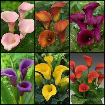 zabbus Calla lily Flower Bulbs for Winter Season Mixed Seed(10 per packet)