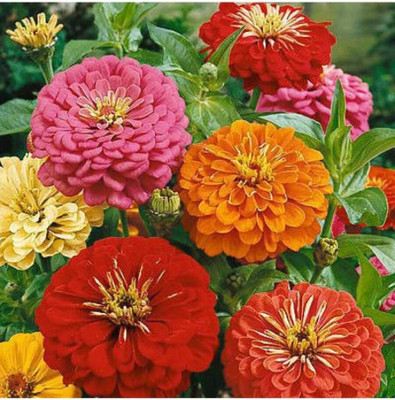 usdeepar retail Zinnia double Flower Seeds (Multicolour, Pack) 32 seed only inclued Seed(200 per packet)