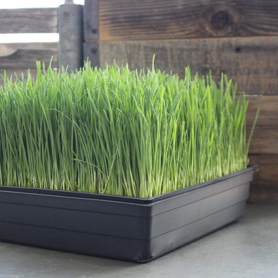 Qualtivate PAU-76 Cat Wheatgrass Seeds Seed(2000 per packet)