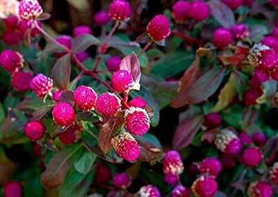 Aywal Gomphrena Flower Seed(10 per packet)