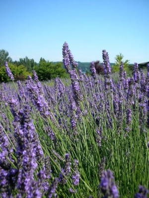 Quentova True ENGLISH LAVENDER VERA Lavandula Angustifolia Vera-VIC-2J Seed(100 per packet)