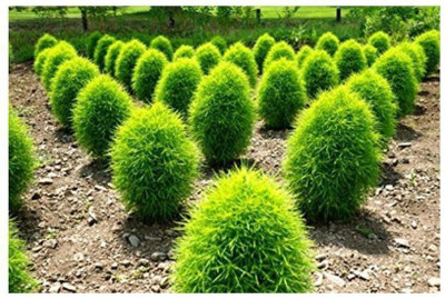 Avysa Premium Quality Kochia Seeds Seed(15 per packet)