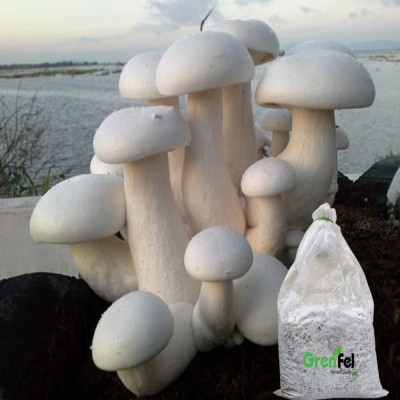 grenfel Mushroom 600 Gm White Milky Mushrooms 1st Generation Spawn/Seeds (Branded) Seed(600 g)