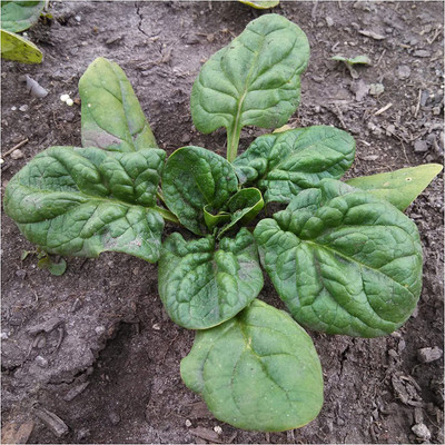 CYBEXIS TLX-7 - Giant Nobel Spinach - (2250 Seeds) Seed(2250 per packet)
