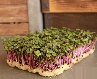 CYBEXIS Purple Rabi200 Seeds Seed(200 per packet)