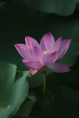 SHREE JI PUJA SAMAGRI KENDRA lotus,kamal gatta Seed(10 per packet)