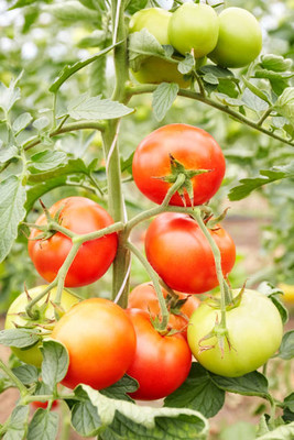 BULKY TRADE tomato Seed(145 per packet)