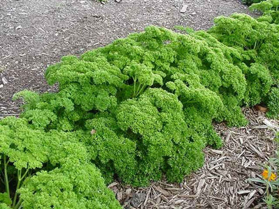 Quentova Curly Parsley-RAJ-3G Seed(150 per packet)