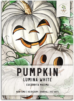 WILLVINE F1 Hybrid Lumina White Pumpkin (Cucurbita Maxima)-250 Seeds Seed(250 per packet)