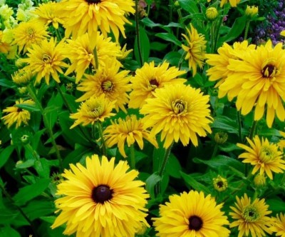 CYBEXIS Gloriosa Daisy, Gloriosa Double Gold400 Seeds Seed(400 per packet)