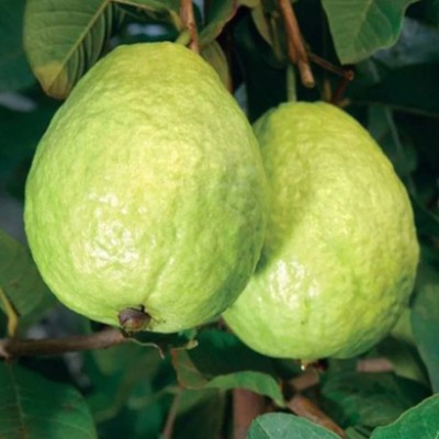 SeeGreen Guava Seed, Red Guava Original Organic Seed, Amruth Hybird,Taiwan Guava Seed(50 per packet)