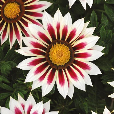 M-Tech Gardens Gazania Flower Seed(20 per packet)